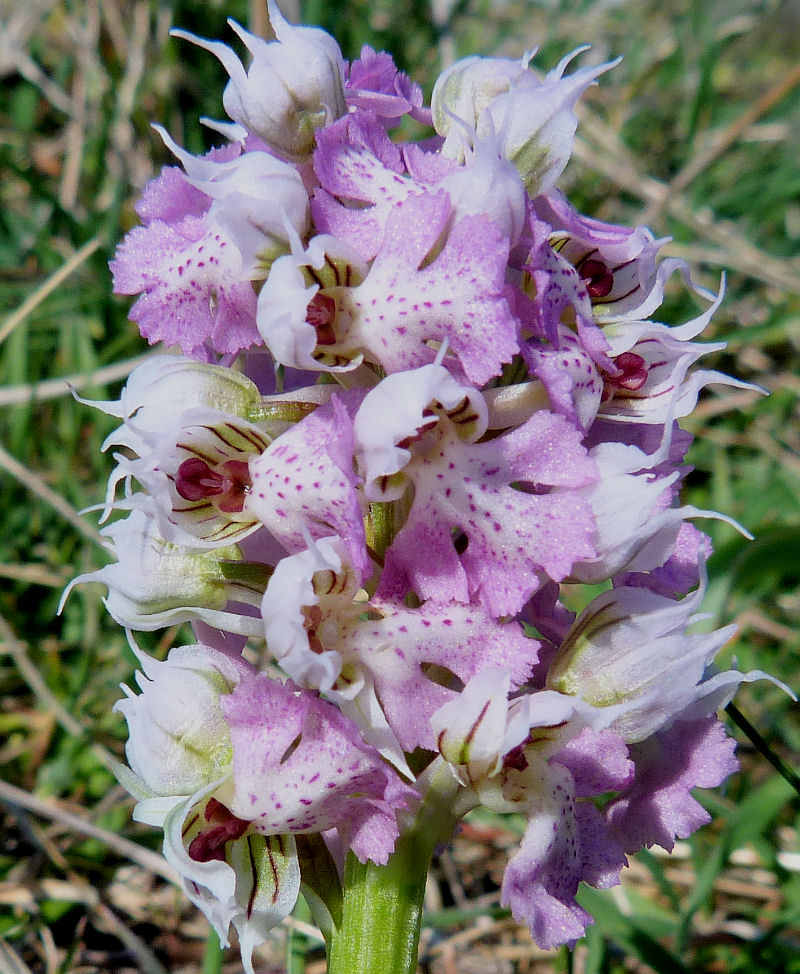 Orchidea color di latte